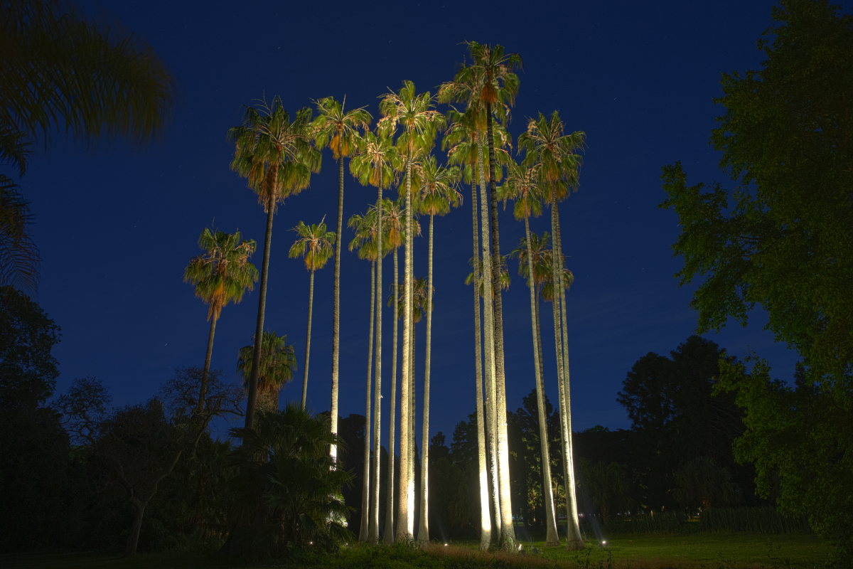 THE BOTANICAL GARDEN