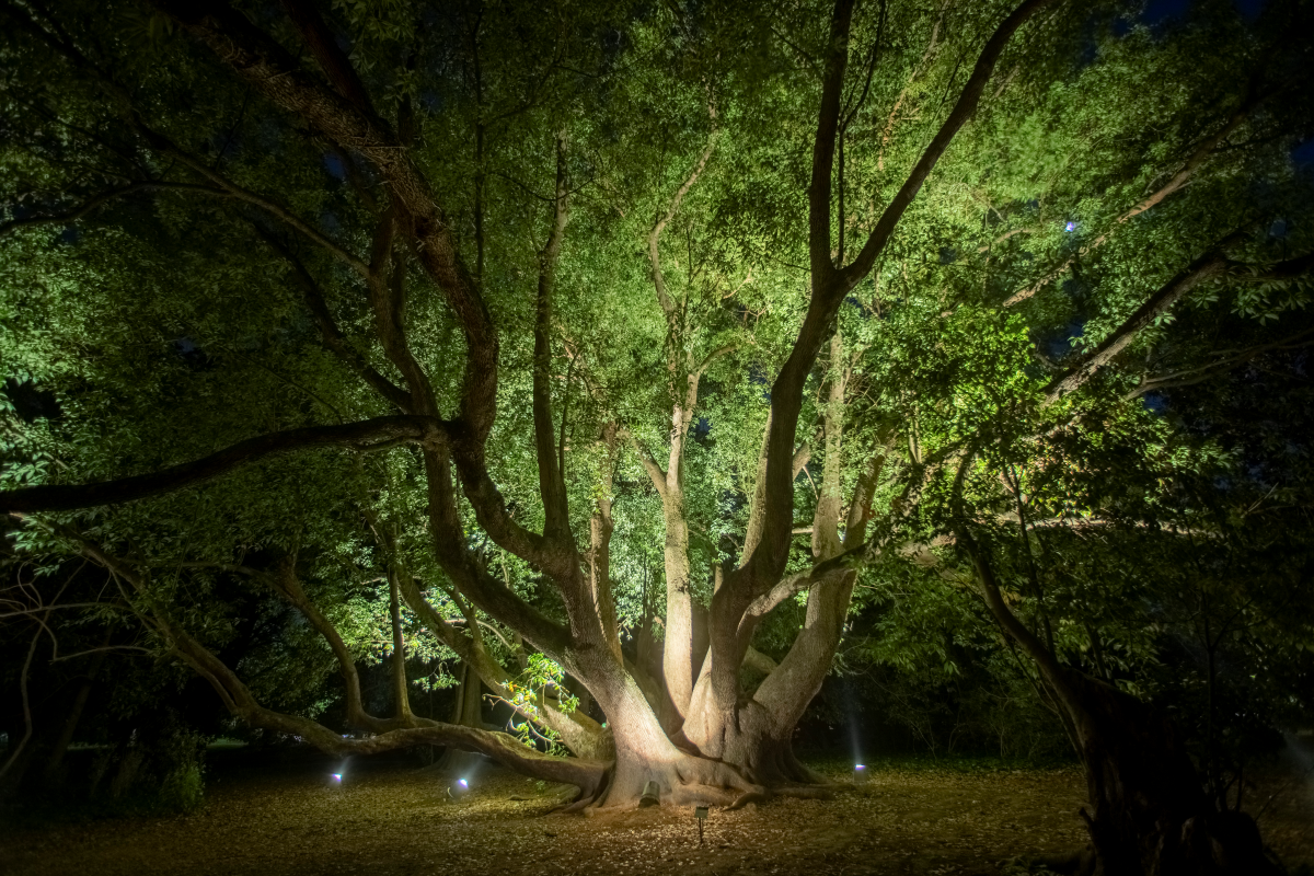 THE BOTANICAL GARDEN